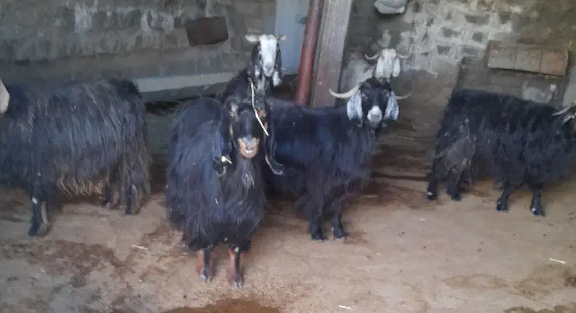 بز اصیل|حیوانات مزرعه|چرداول, |دیوار