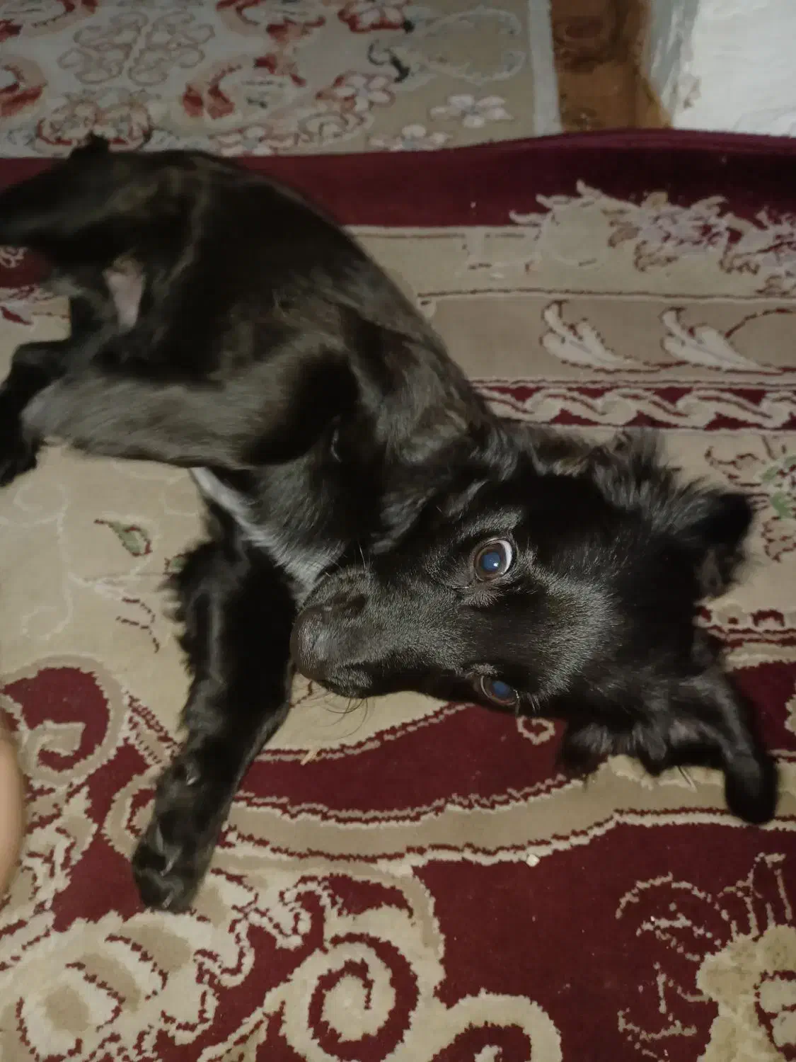 سگ مشکی پا کوتا|سگ|مشهد, کوی سیدی|دیوار