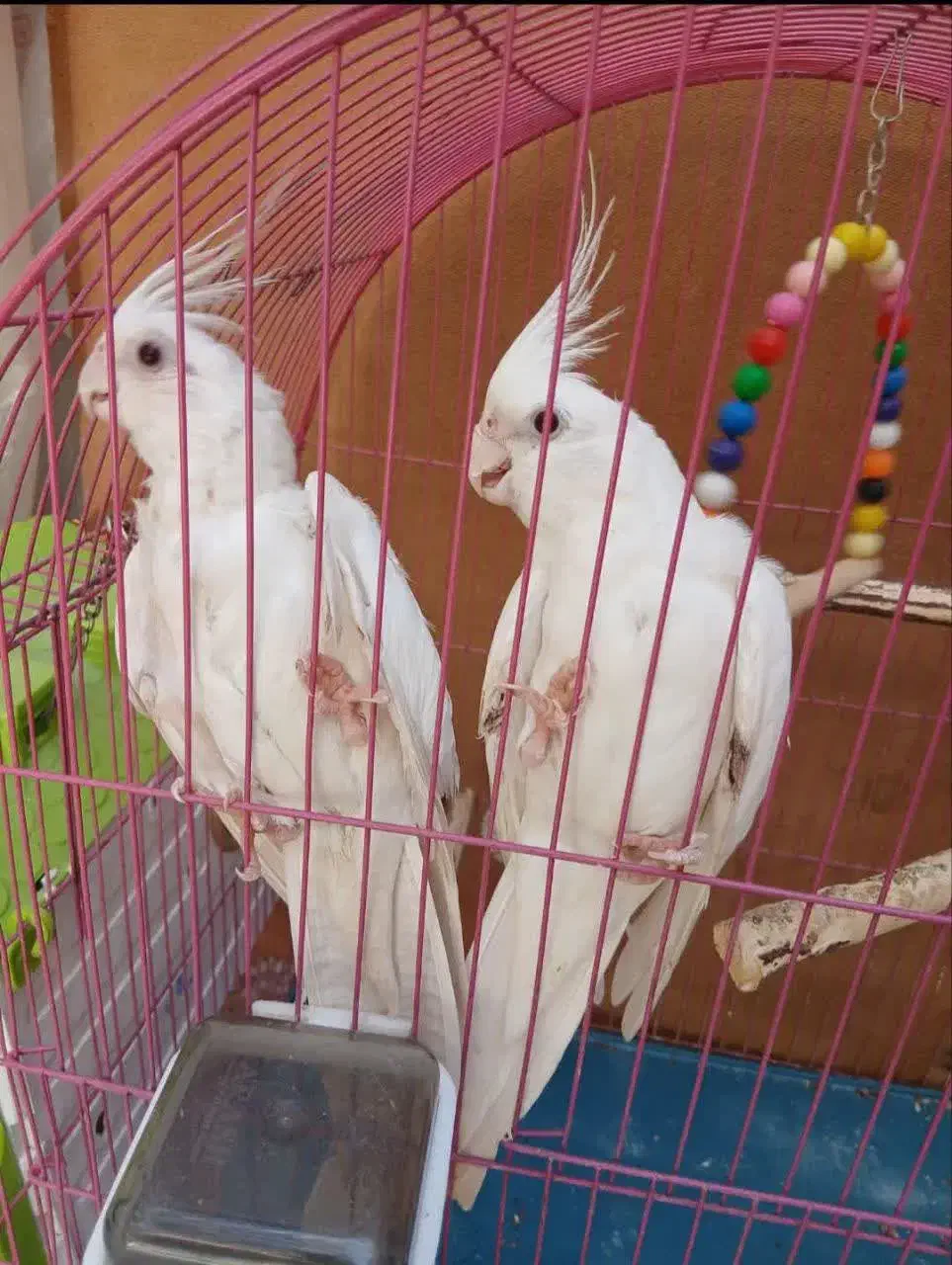 عروس  البینو|پرنده|رامشیر, |دیوار