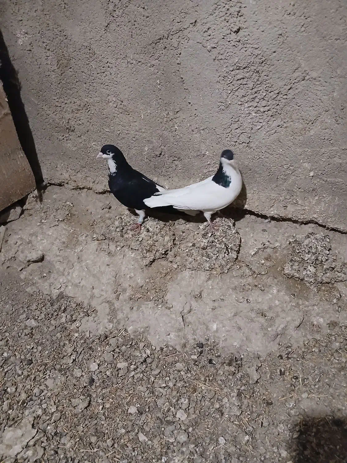 یه جفت سیاهپوش نروماده|پرنده|قزوین, |دیوار