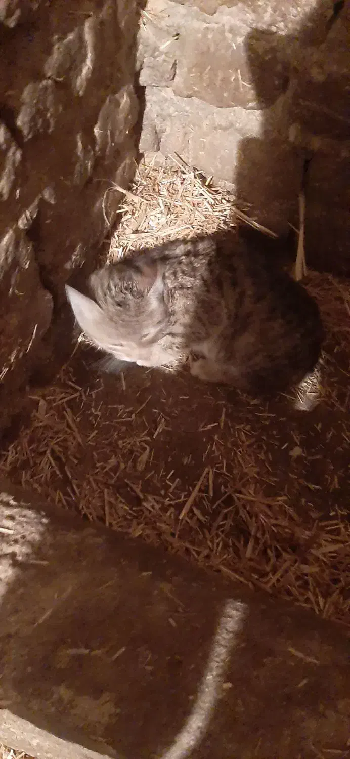 گربه خوب|گربه|اردبیل, |دیوار