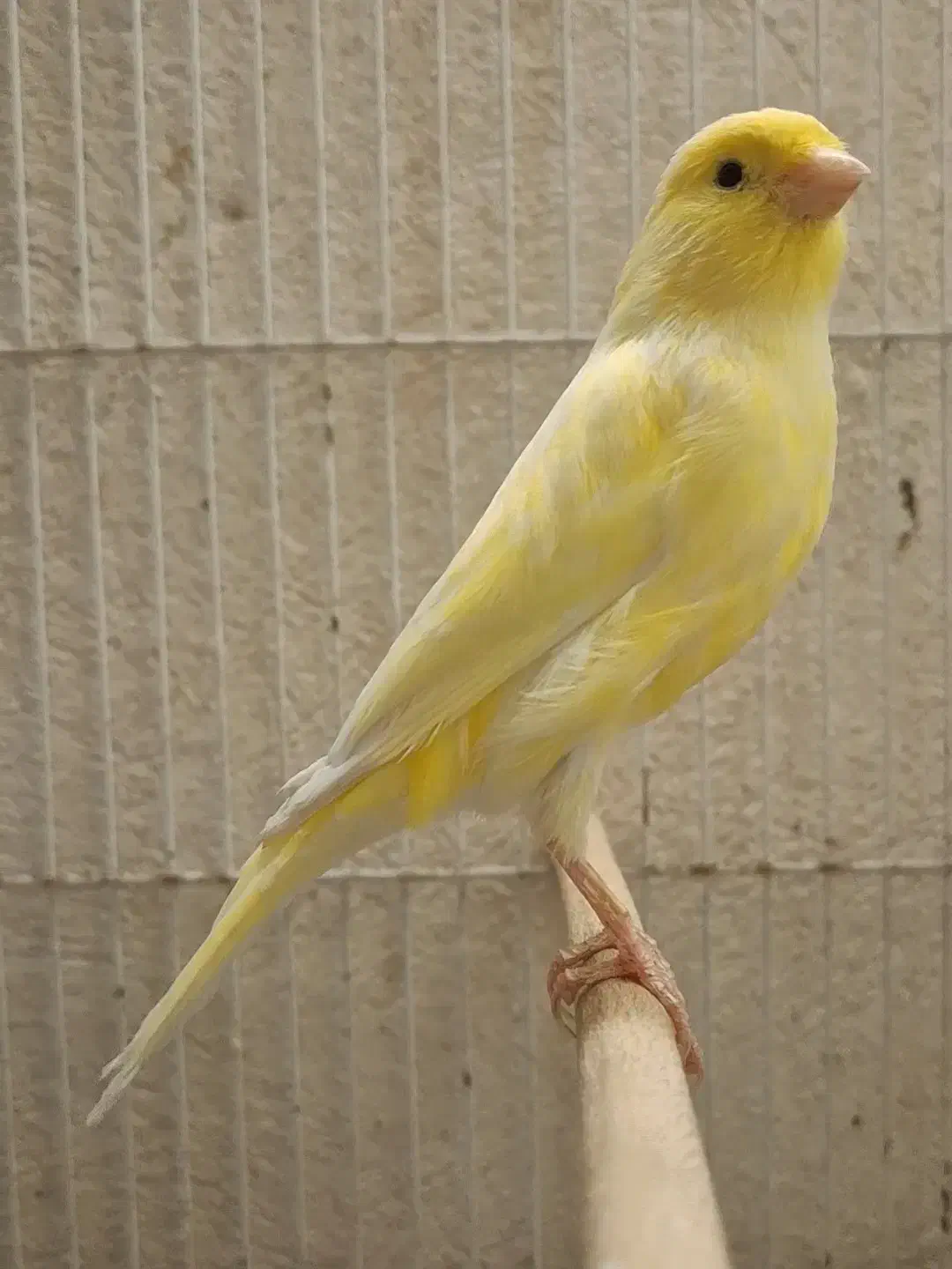 ماده قناری لیمویی جوان|پرنده|شیراز, پودنک|دیوار