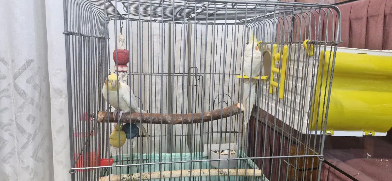 عروس هلندی|پرنده|چمران, |دیوار