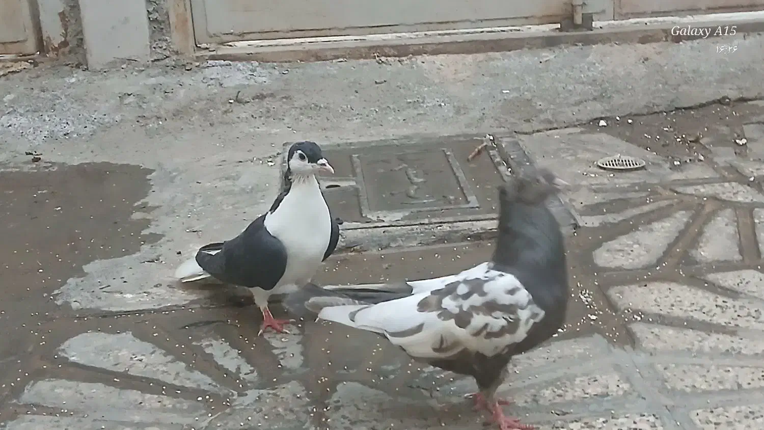 کبوتر سالم|پرنده|مشهد, شهید قربانی|دیوار