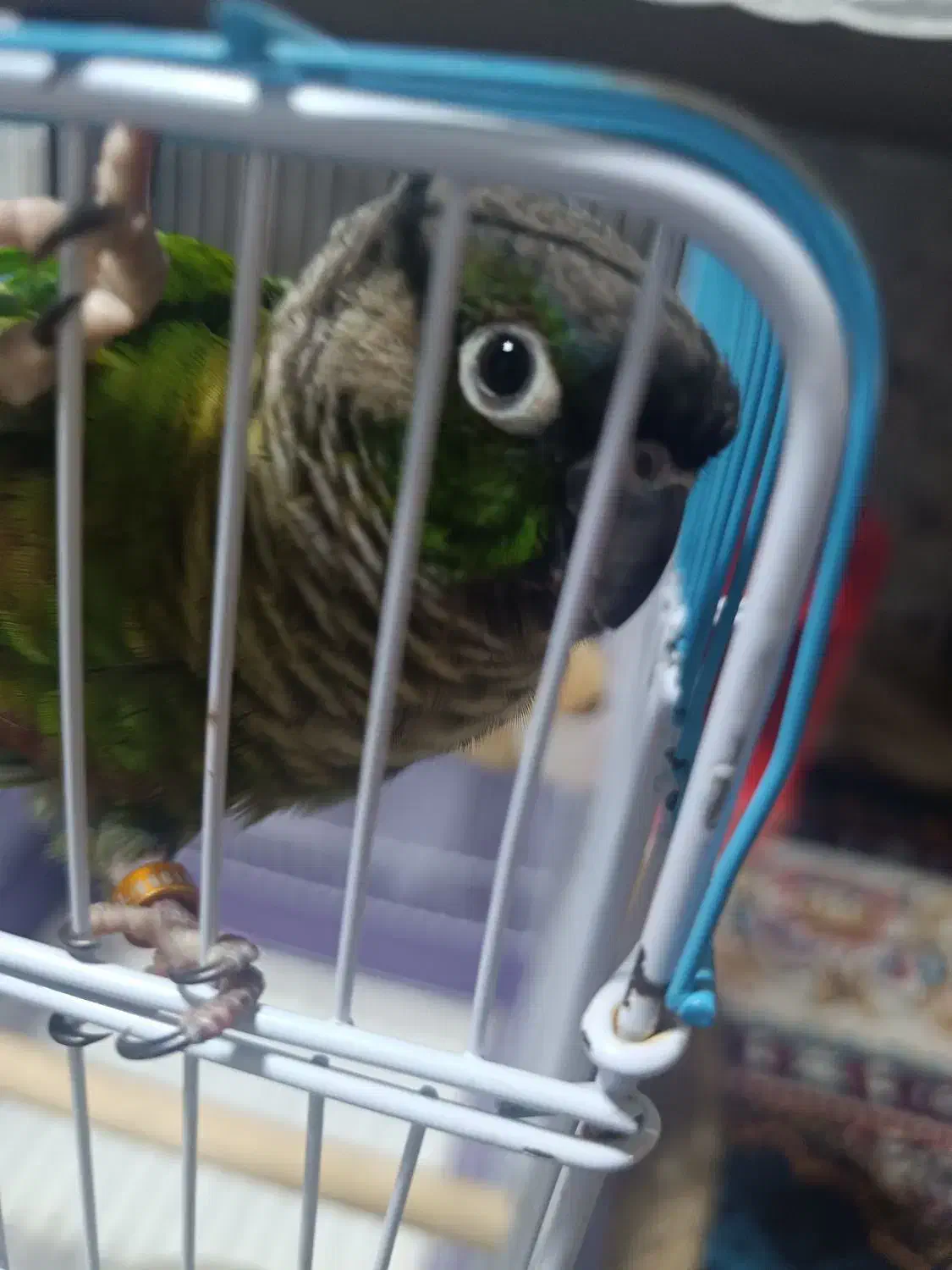 طوطی گرینچیک نر|پرنده|خرمشهر, |دیوار