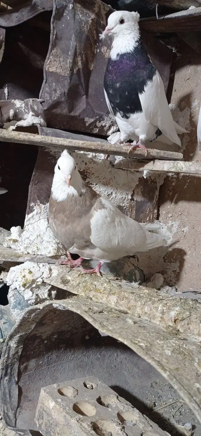 کبوتر طوق|پرنده|سیسخت, |دیوار