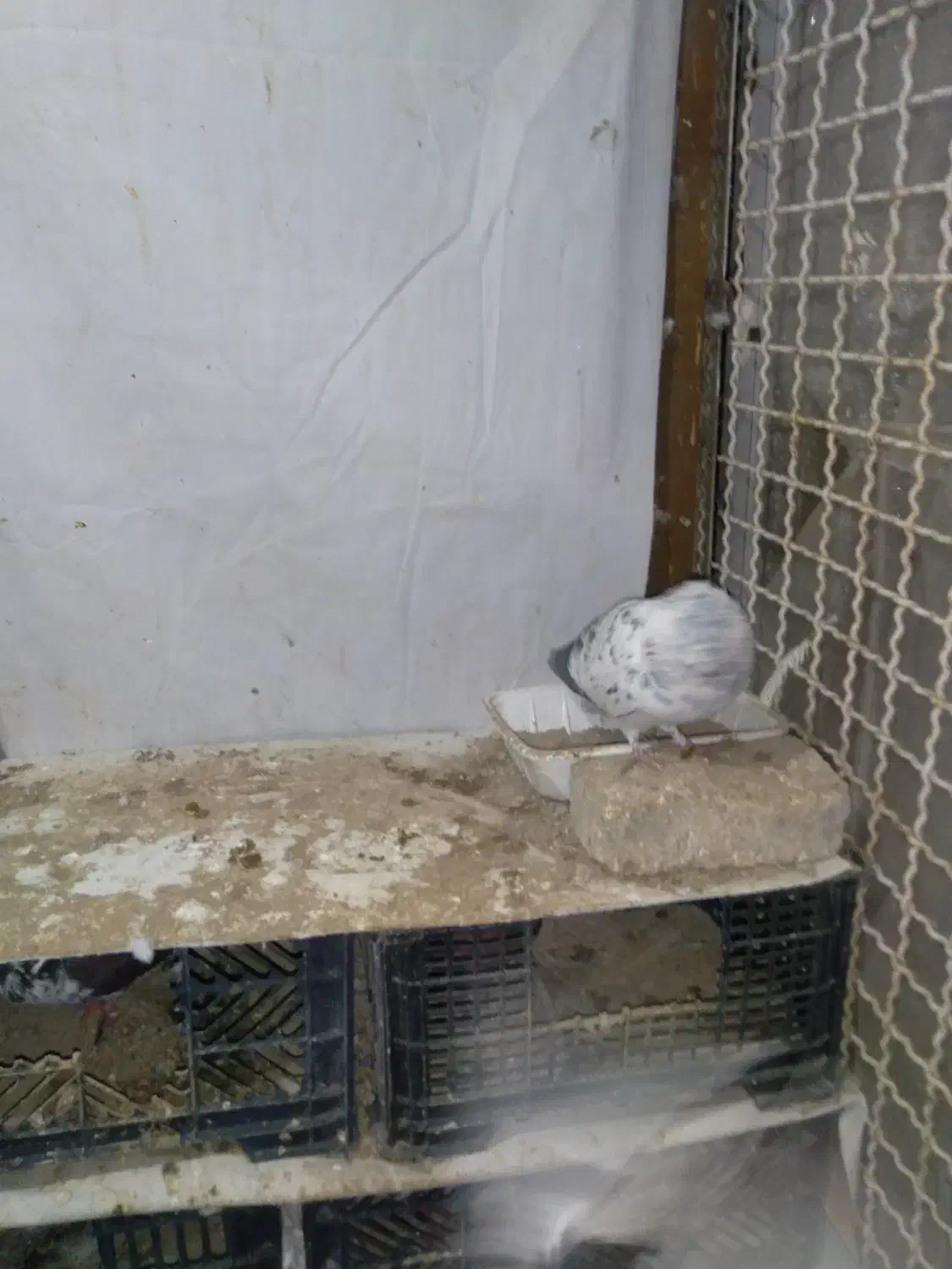 کفتر تهرانی پرشی|پرنده|هشتگرد, شهرک بعثت|دیوار