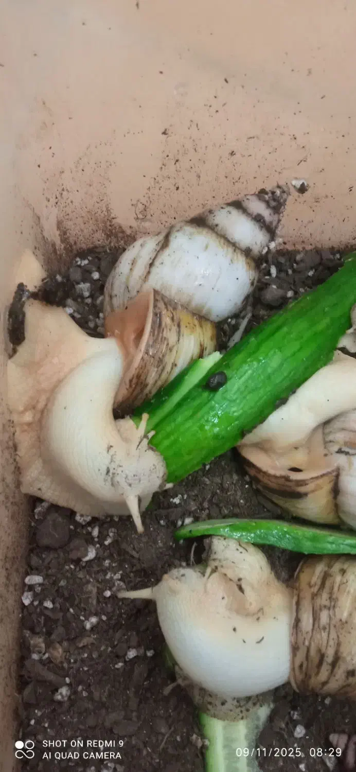 حلزون مولد تخم گذار|خزنده|میانه, |دیوار