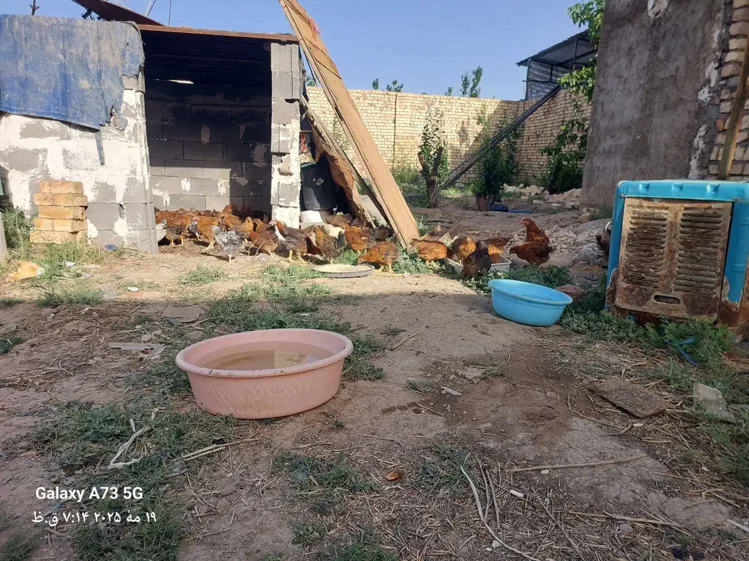 فروش مرغ محلی|حیوانات مزرعه|ساوه, |دیوار