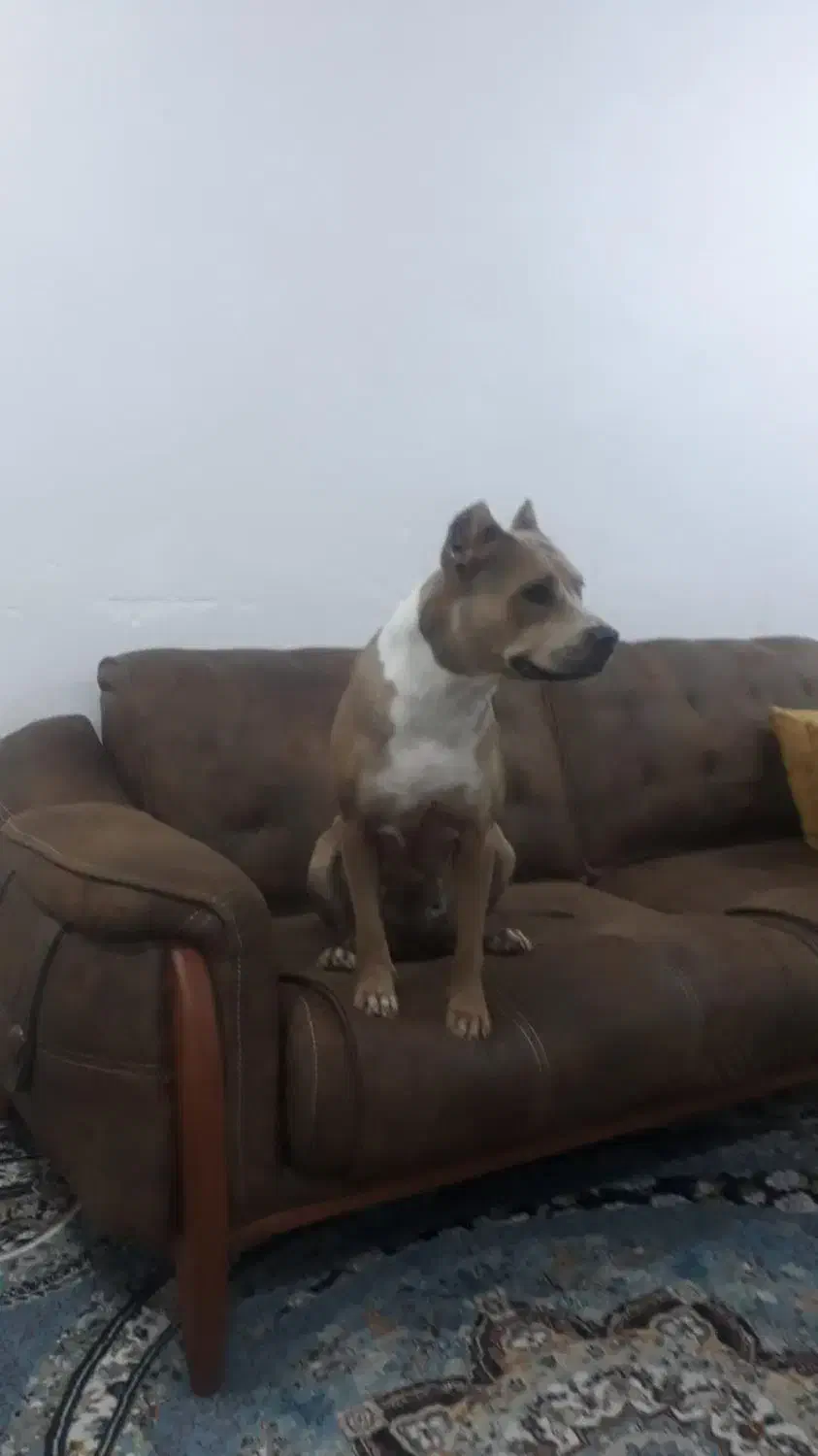 گمشده|حیوانات|مسجد سلیمان, |دیوار