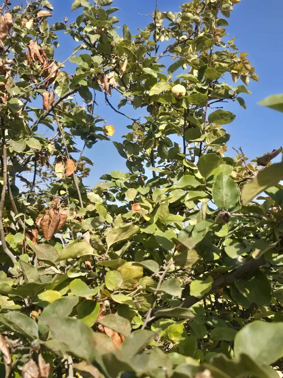 زمین ۳۷۰۰متر برجاده تبریز شبستر ویلایی تجاری صنعتی|فروش زمین و ملک کلنگی|شبستر, |دیوار