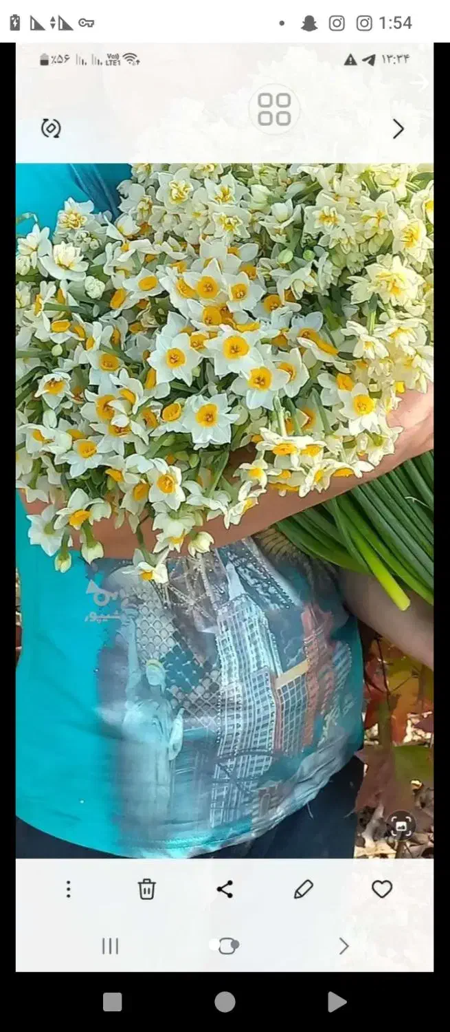 گل نرگس|گل و گیاه طبیعی|سورک, |دیوار