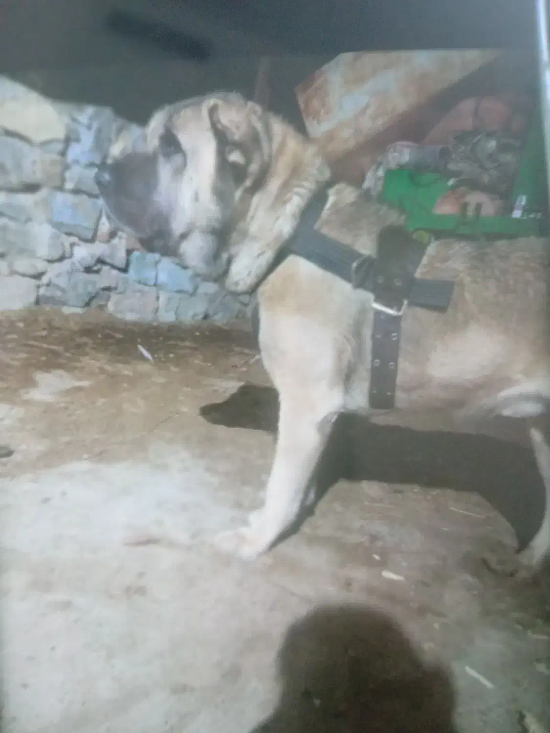 سگ سرابی اصل|سگ|مریوان, |دیوار