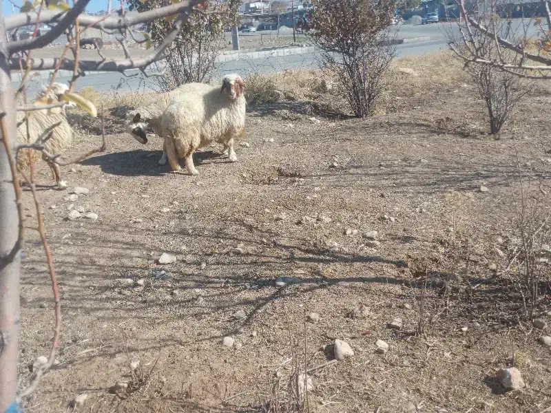 میش وشک|حیوانات مزرعه|ایلام, |دیوار