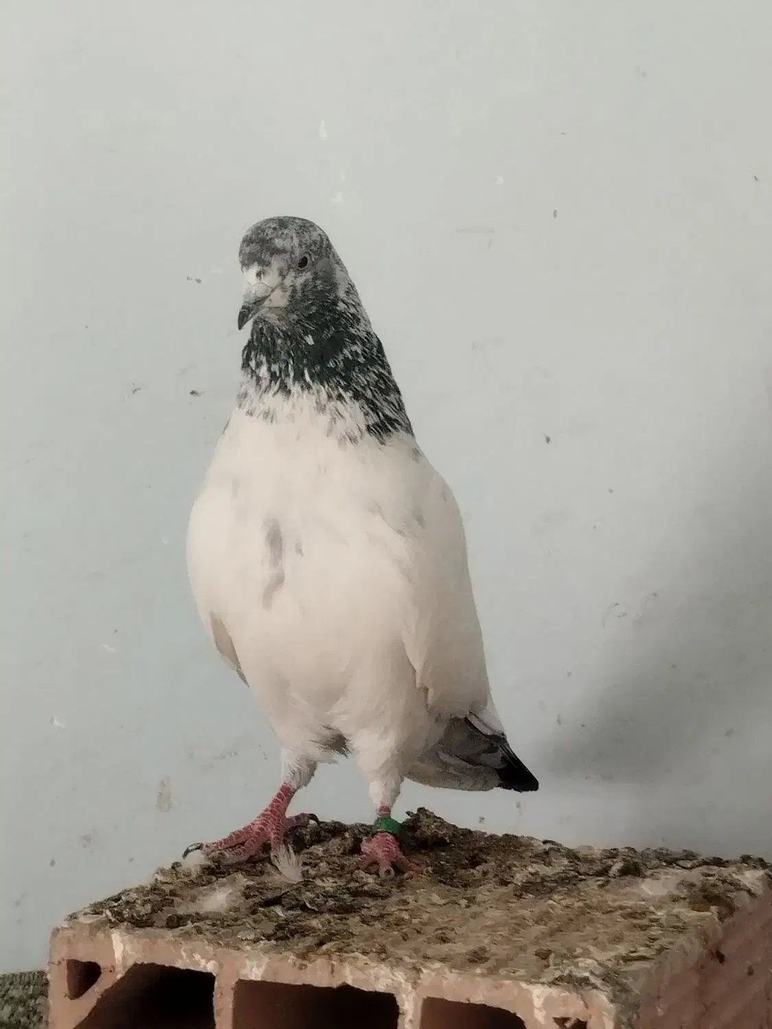 کفتر پرشی|پرنده|علیآباد کتول, |دیوار