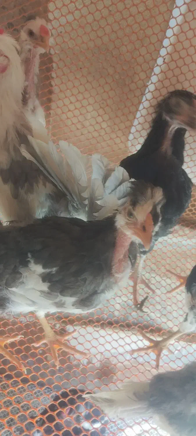 نیمچه مرغ گلین زیبا اصیل ۳.۵ ماهه|حیوانات مزرعه|کوه چنار, |دیوار