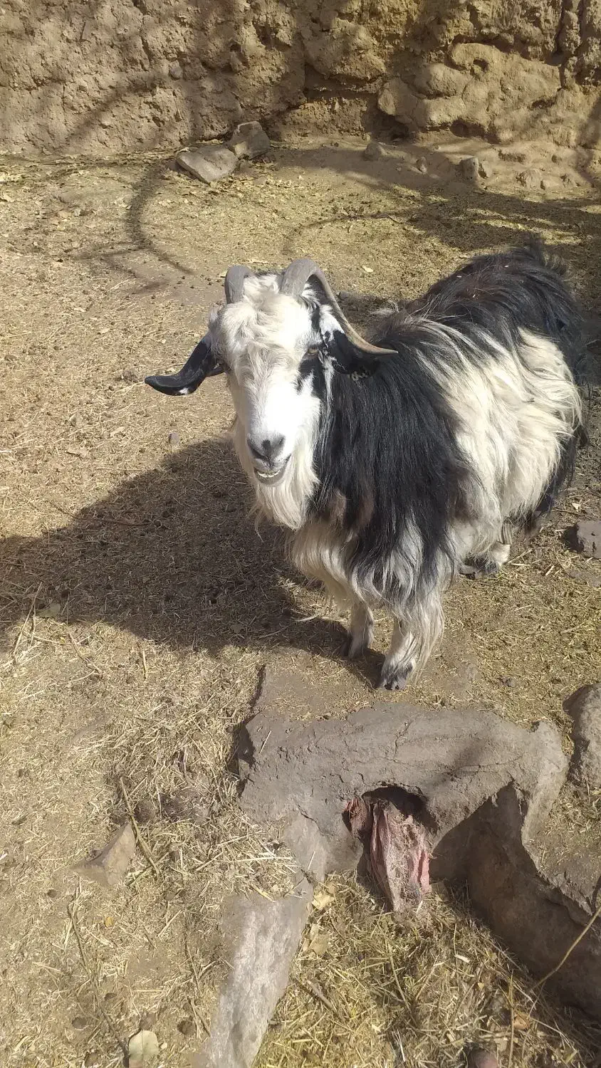 فروش گوسفند|حیوانات مزرعه|زرند, |دیوار