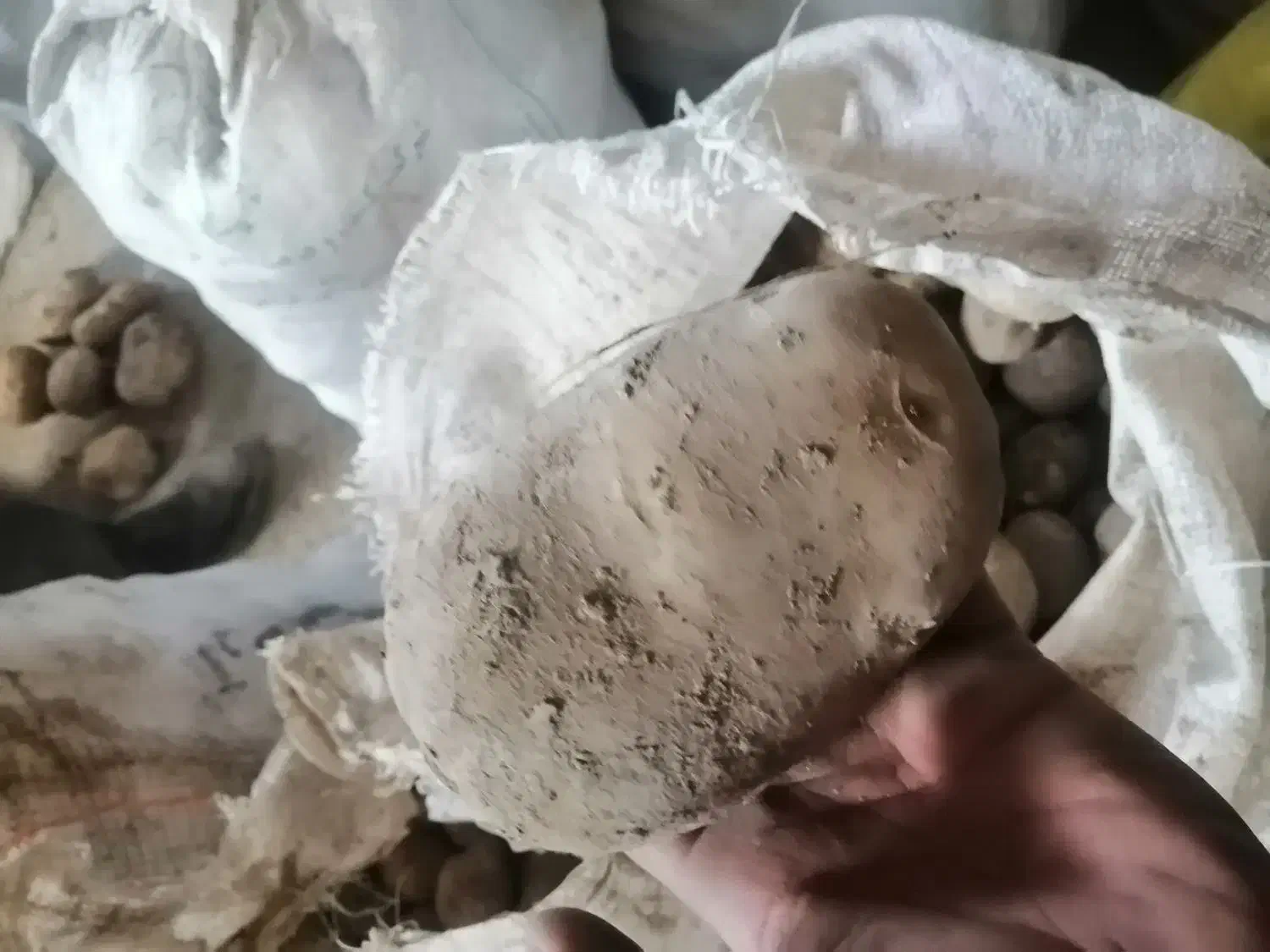 سیب زمینی|خدمات باغبانی و درختکاری|نهاوند, |دیوار