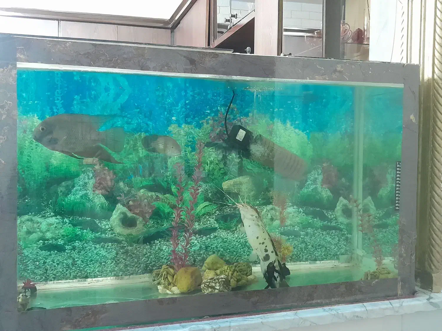 آکواریوم|ماهی|نیشابور, فضل|دیوار