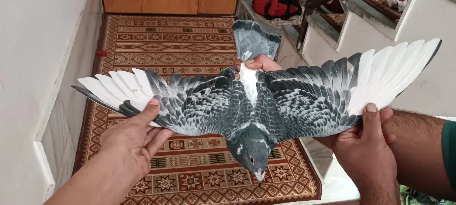 سلام کفتر مگسی شاه پر سفید فروشی .|پرنده|سمنان, |دیوار