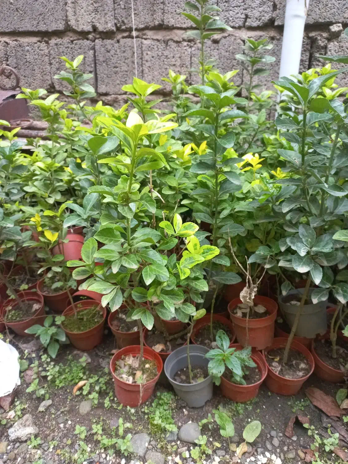 فروش شمشاد|گل و گیاه طبیعی|کومله, |دیوار