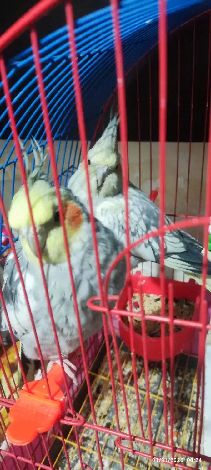 عروس هلندی جفت|پرنده|باسمنج, |دیوار