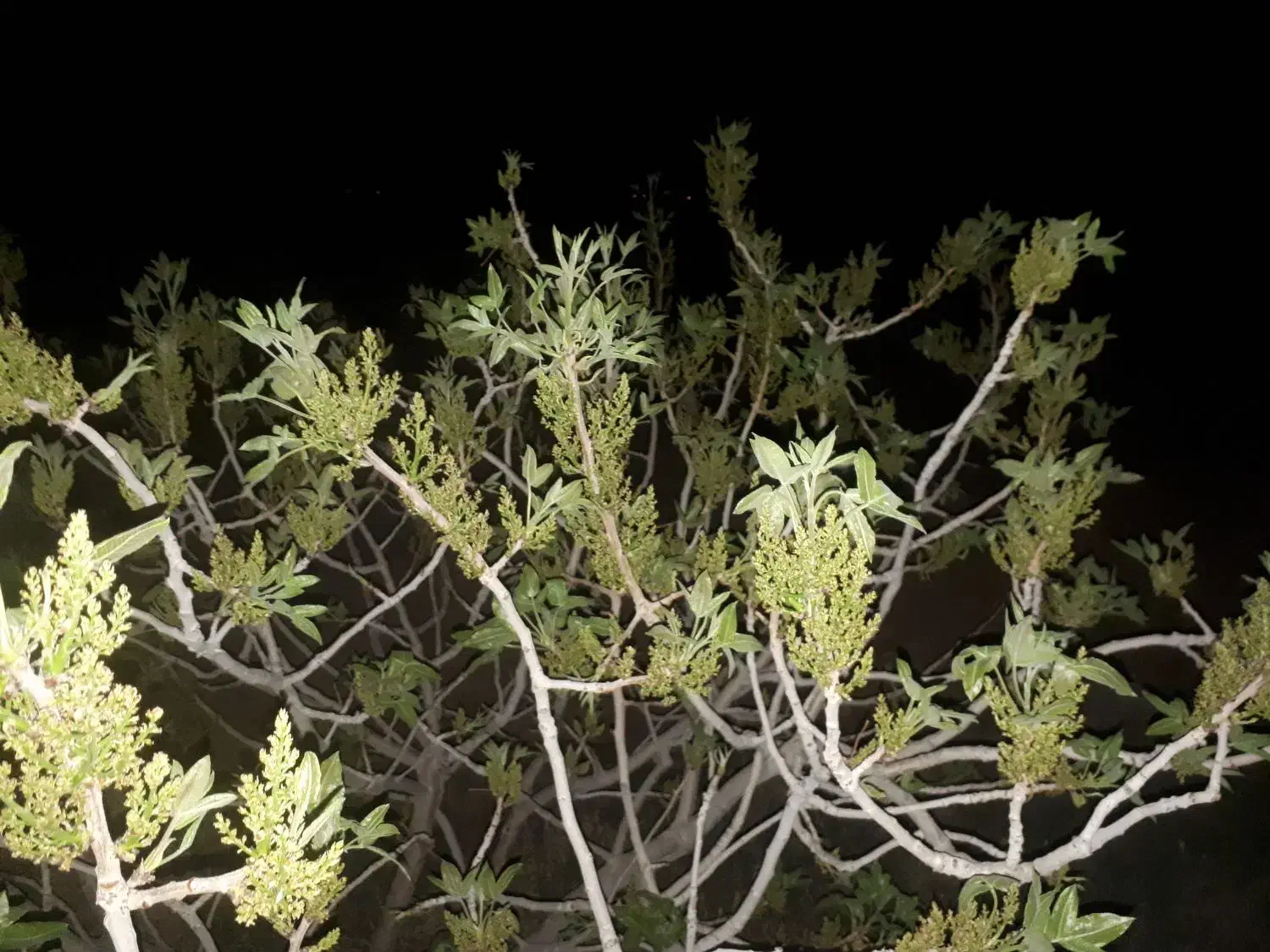 باغ پسته|فروش دفتر صنعتی، کشاورزی، تجاری|قطرویه, |دیوار