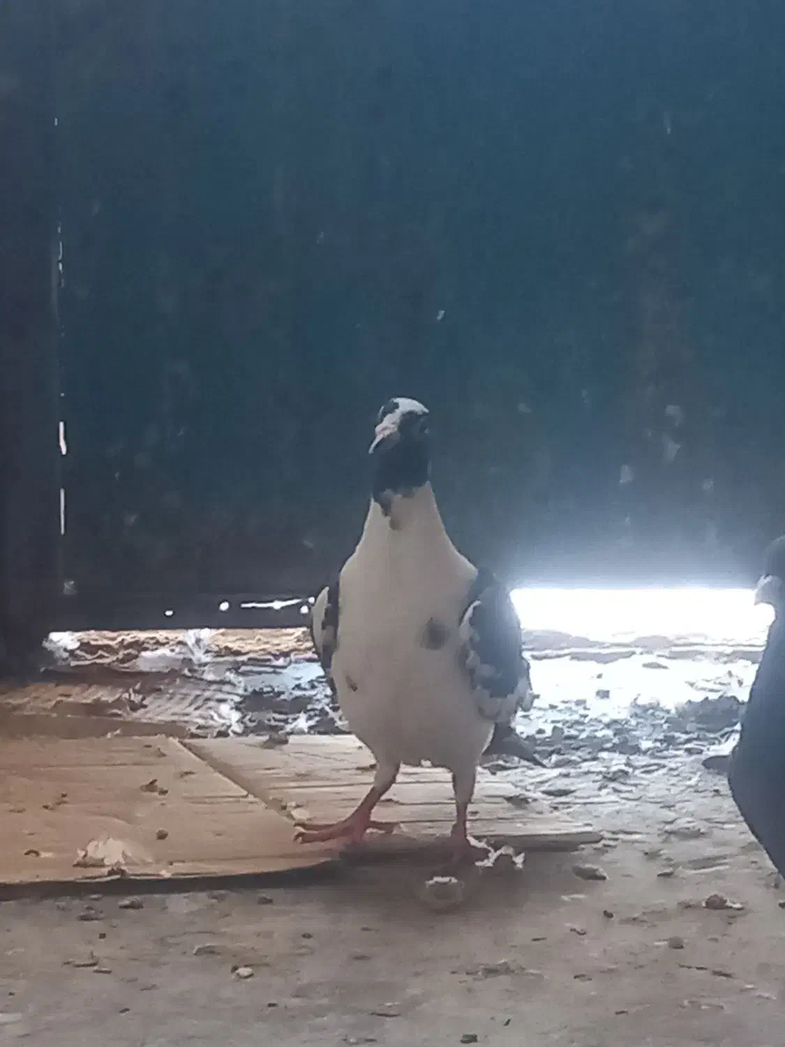 کبوتر|حیوانات|مسجد سلیمان, |دیوار