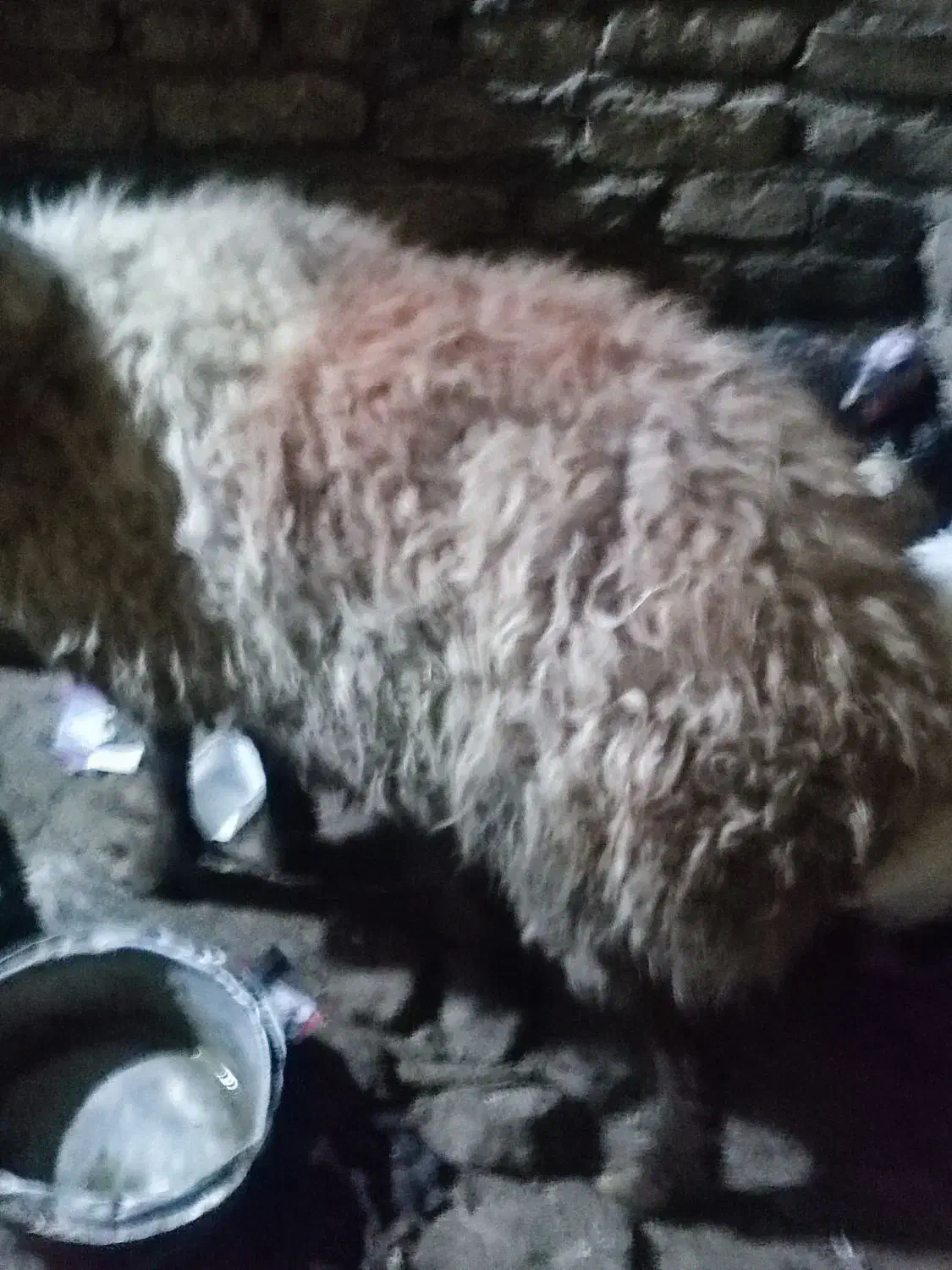 میش چاق|حیوانات مزرعه|مشهد, نیزه|دیوار