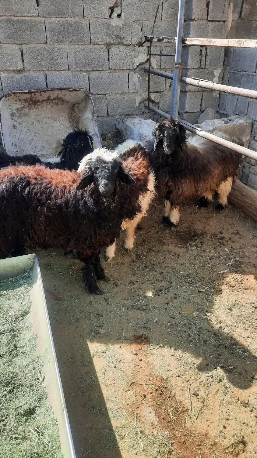 فروش‌۴راس‌بره‌۳تانریکی‌ماده.|حیوانات مزرعه|جهرم, |دیوار