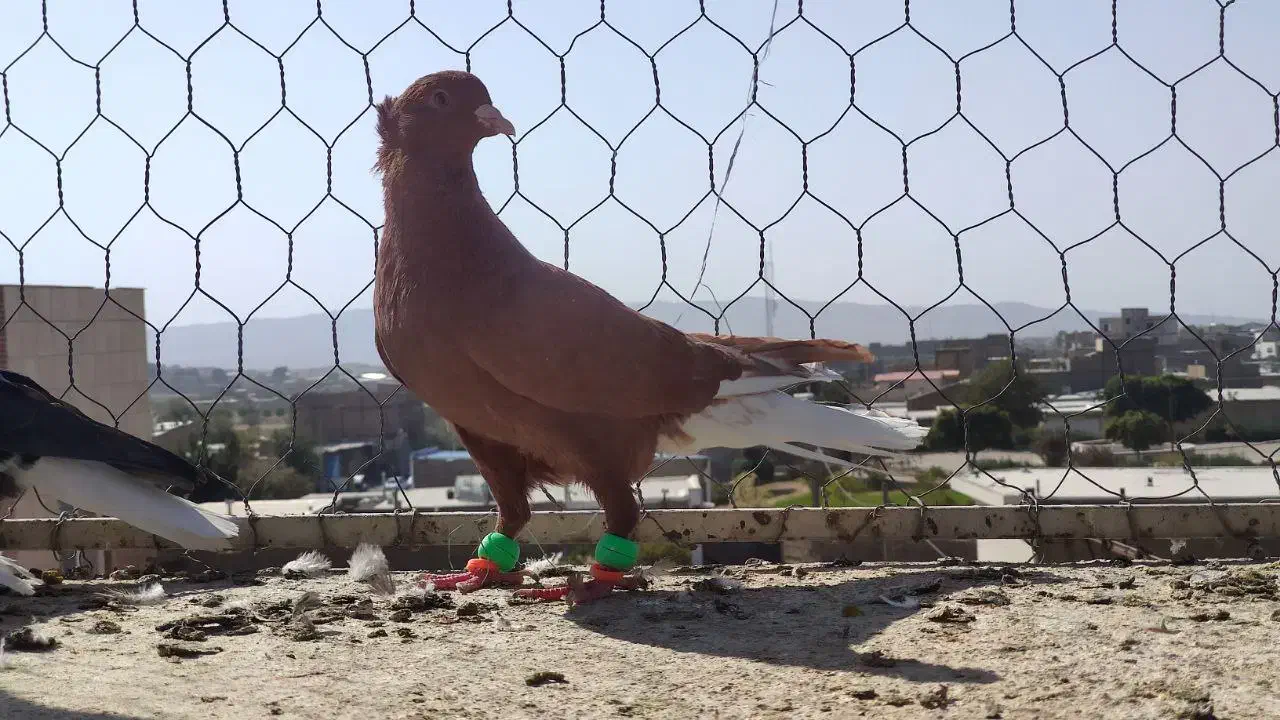 کفتر صبد|پرنده|تربتحیدریه, طالقانی|دیوار