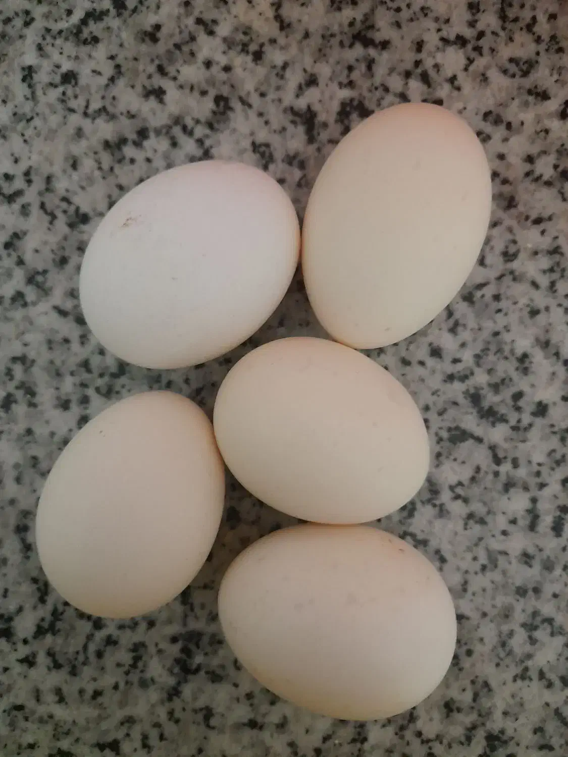 تخم مرغ نطفه دار گلین+خروس|حیوانات مزرعه|سیرجان, |دیوار