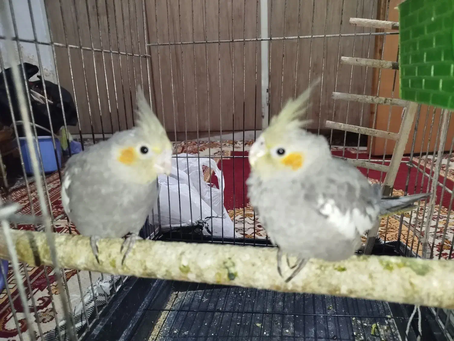 جوجه عروس هلندی|پرنده|ری, شهرک نظامی|دیوار