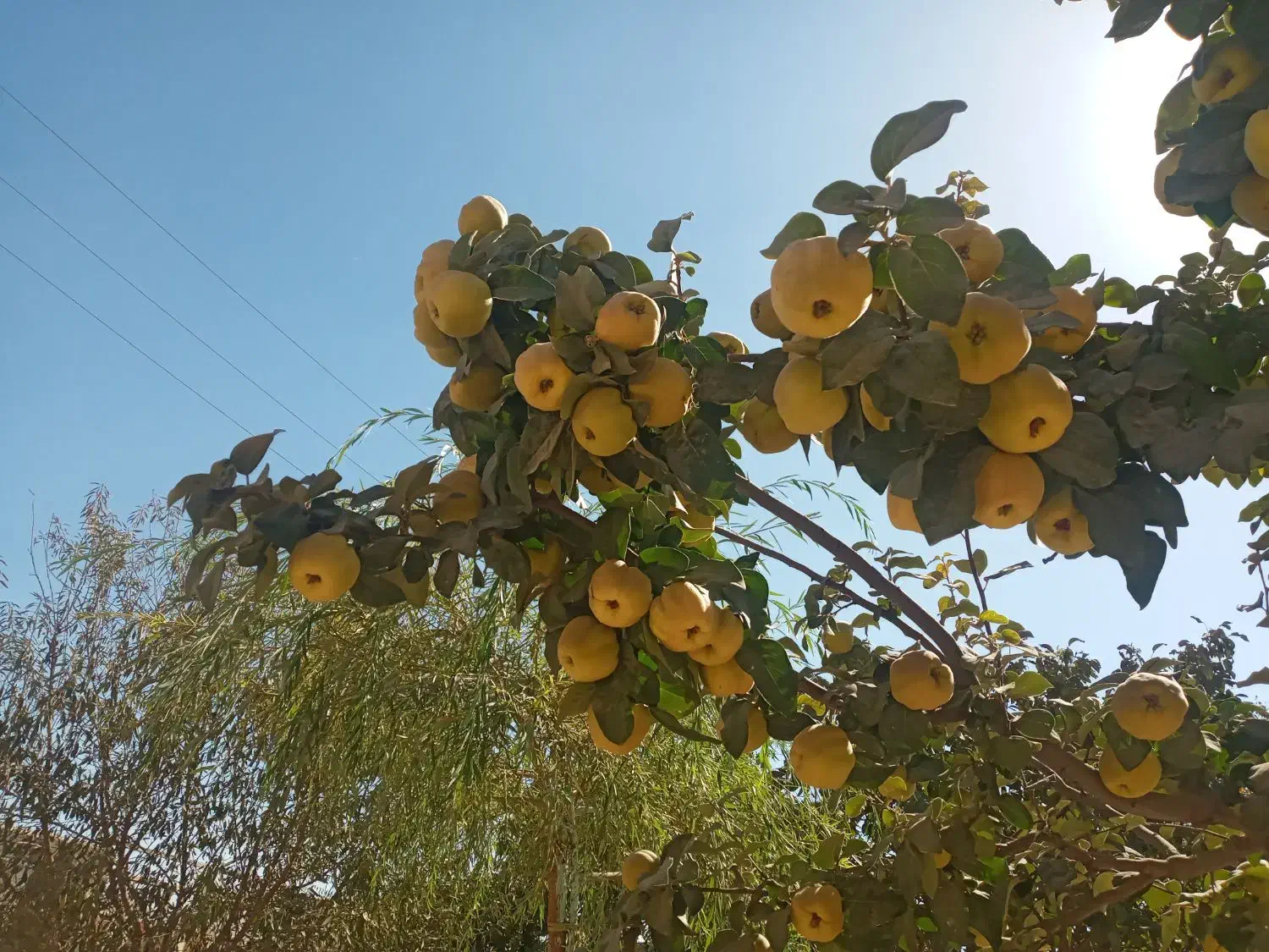 به محلی خوشمزه ملس|خوردنی و آشامیدنی|قلقل رود, |دیوار