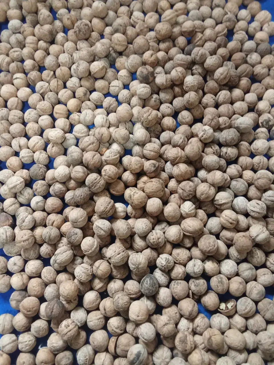 گردو|خوردنی و آشامیدنی|هشتگرد, تهران دشت|دیوار