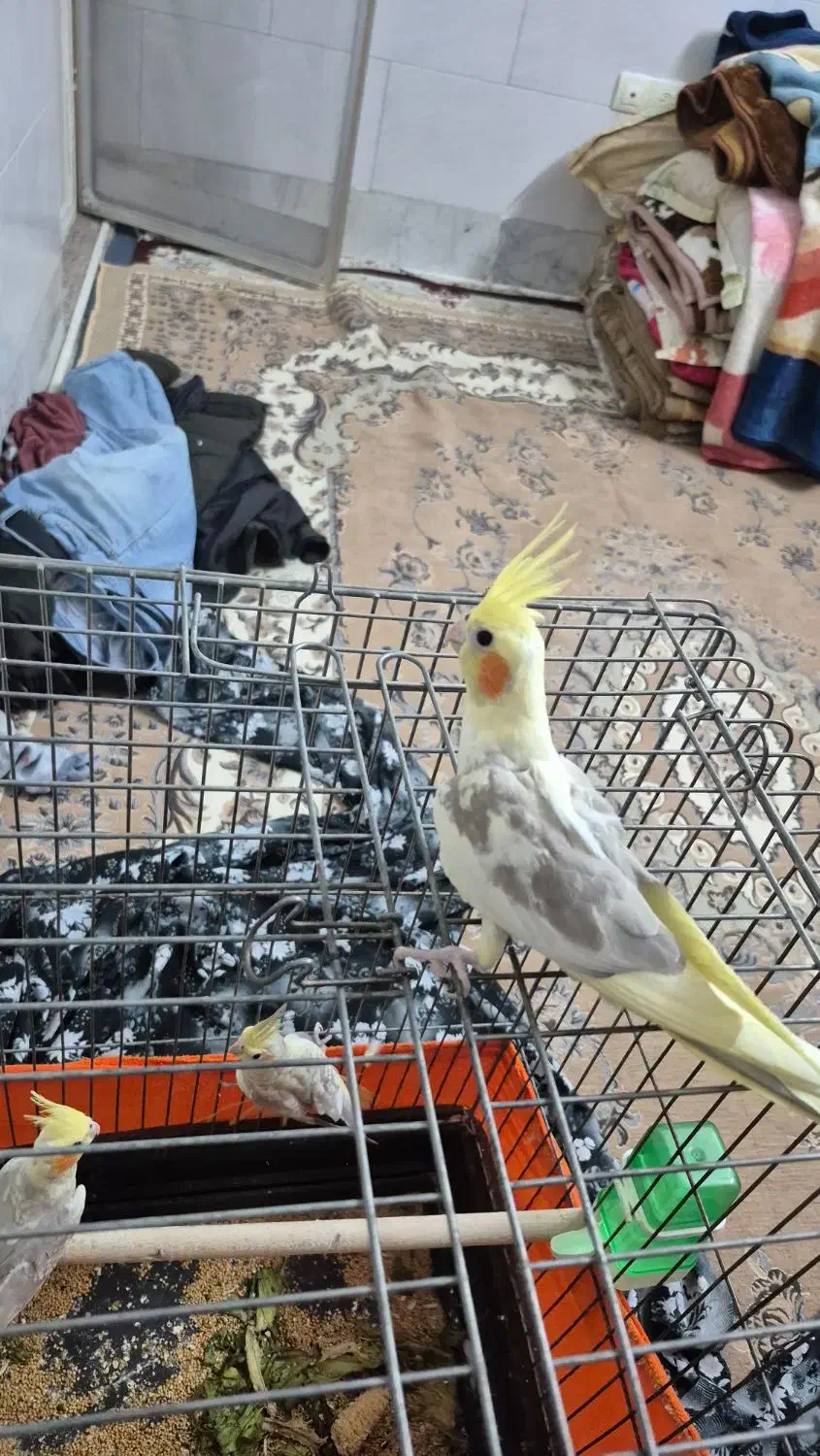 جوجه عروس هلندی|پرنده|اشتهارد, |دیوار