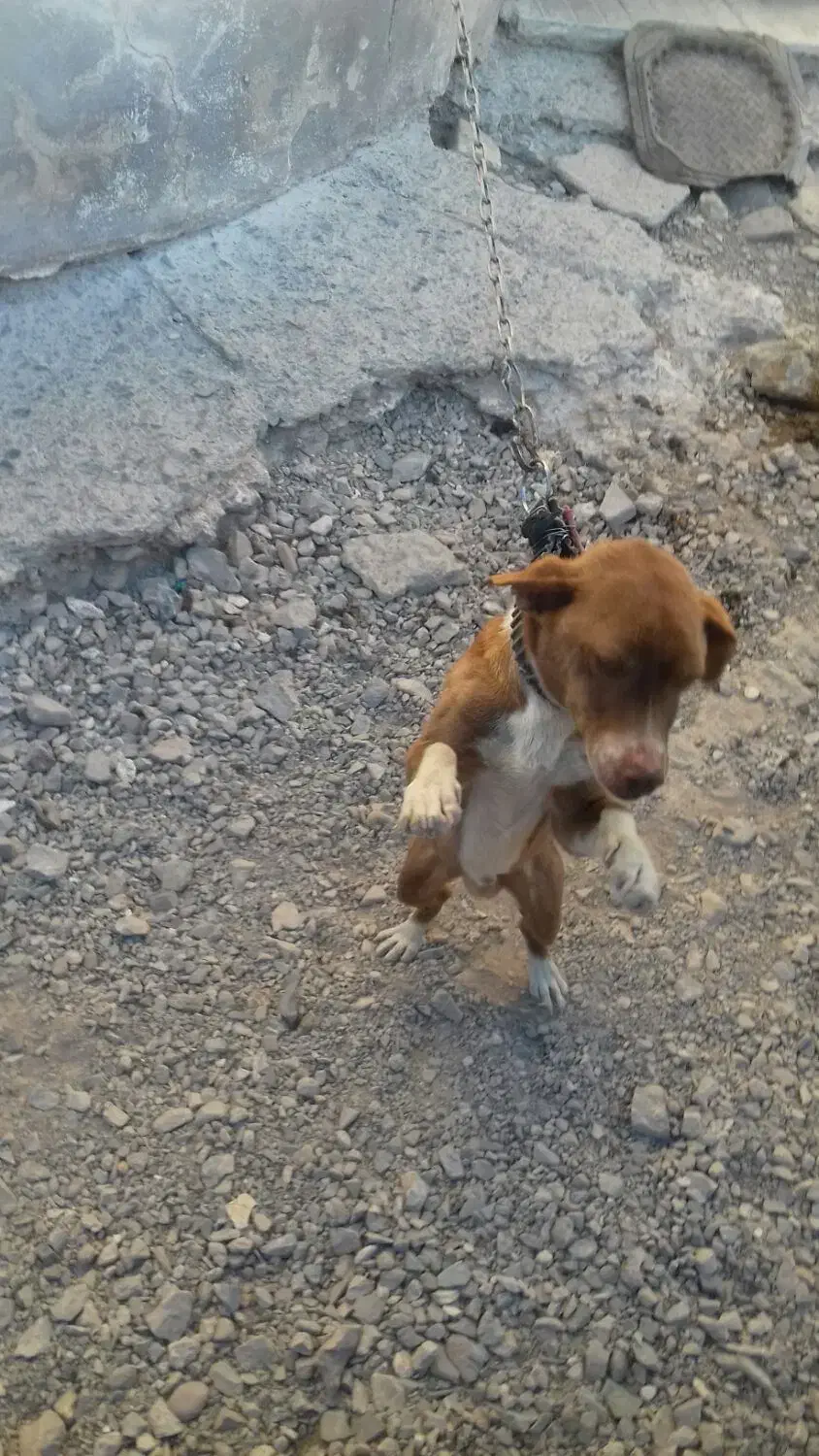 سگ پاپی|سگ|تربتحیدریه, پائین ولایت|دیوار