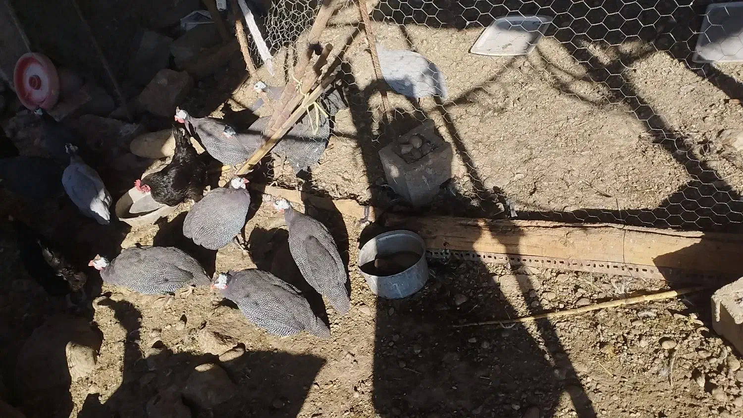 مرغ شاخدار هندی|حیوانات مزرعه|سی‌سخت, |دیوار