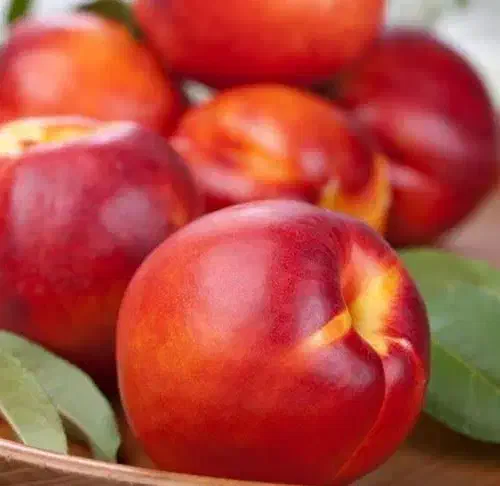 تولید و فروش نهال شلیل بیگ تاب|خدمات باغبانی و درختکاری|میانه, |دیوار