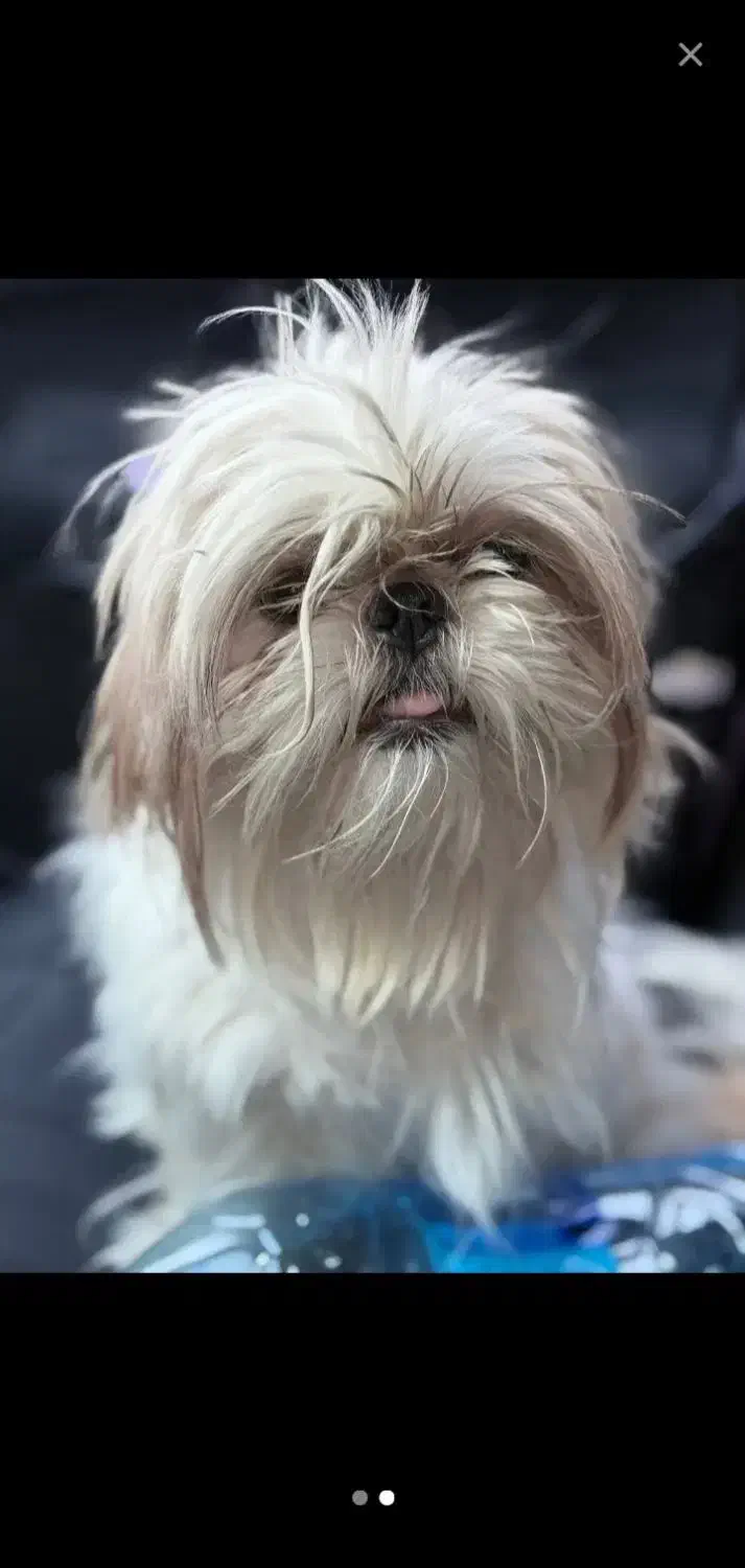 سگ شیتزو فلت اصل ۲ تومن معاوضه با عروس هلندی|سگ|زنجان, |دیوار