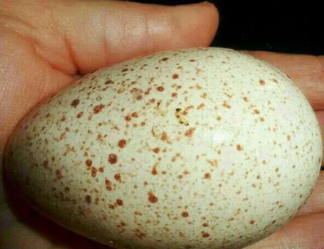 تخم  بوقلمون برنز و بوربون نطفه دار|حیوانات مزرعه|مریوان, |دیوار