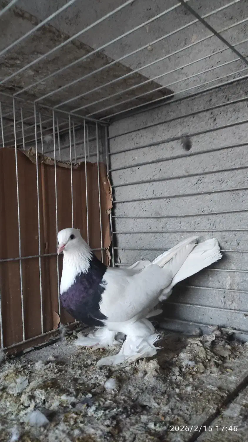 طوقی|پرنده|مبارکه, |دیوار