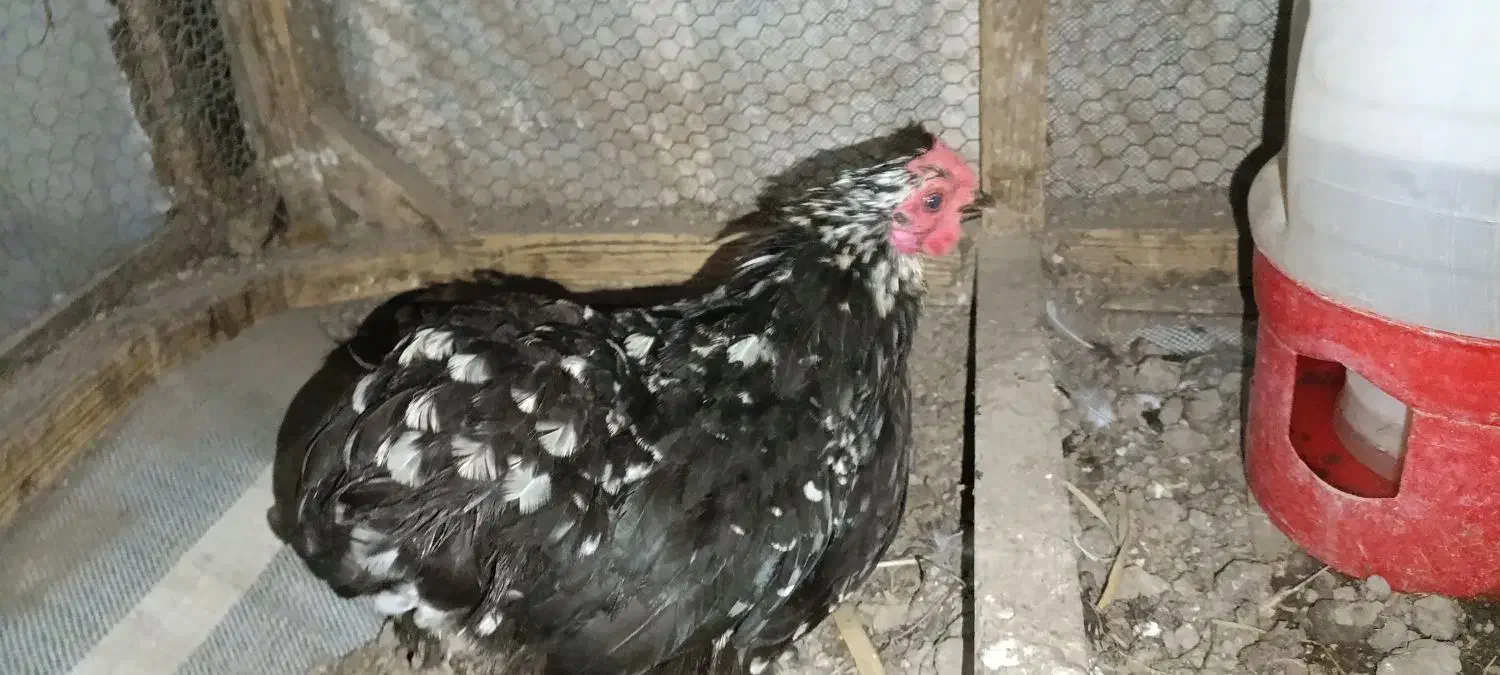 مرغ و خروس کوشین و برهما|حیوانات مزرعه|بابلسر, |دیوار