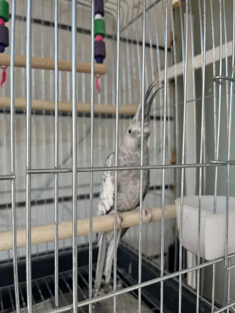 عروس هلندی|پرنده|قزوین, |دیوار