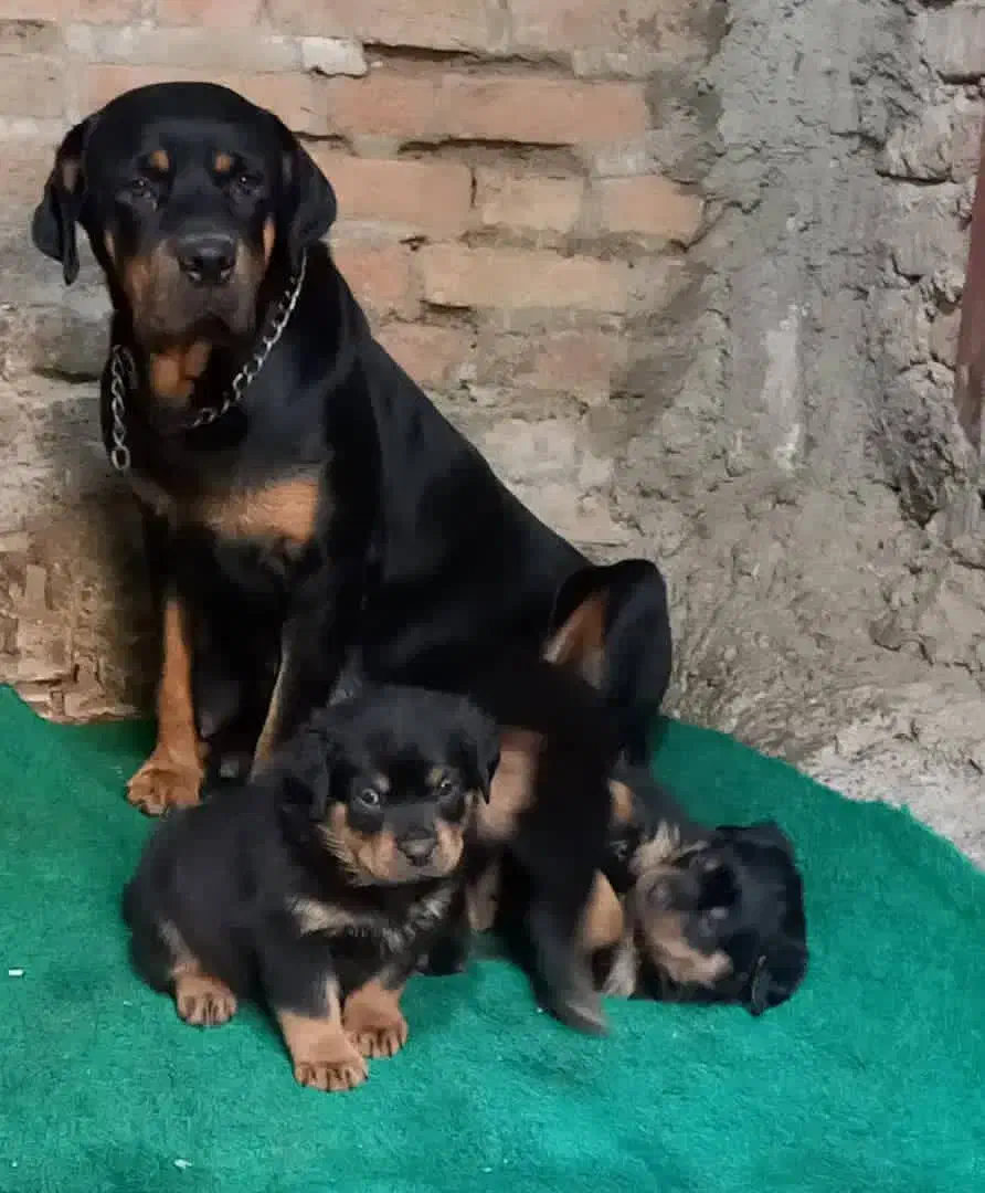 روت وایلر و دوبرمن چند قلاده توله دوماهه|سگ|فردیس, شهرک سپاه|دیوار