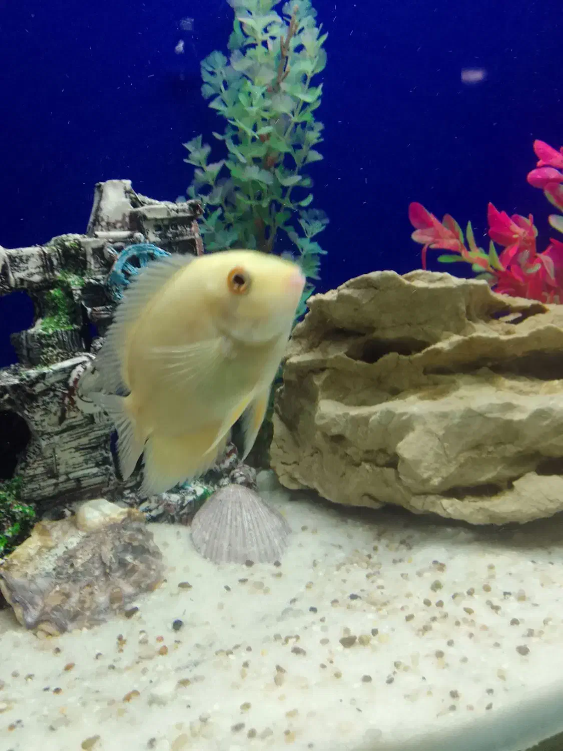 ماهی اکواریوم|ماهی|مریوان, |دیوار