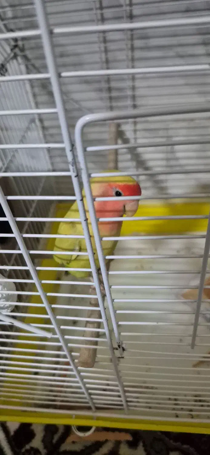 طوطی|پرنده|تفت, |دیوار