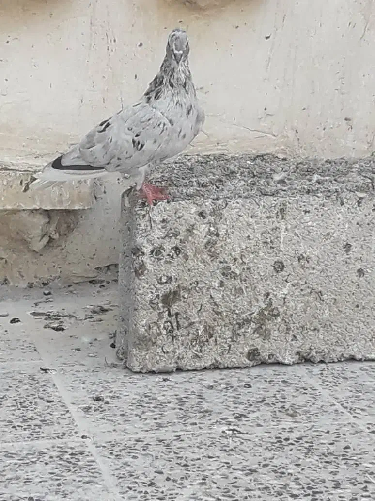 کبوتر دم سفید|پرنده|شوشتر, |دیوار