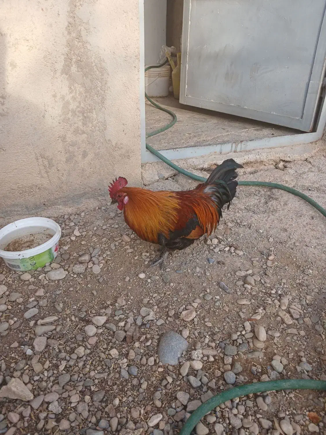 خروس مینیاتوری|حیوانات مزرعه|دشتابی, |دیوار