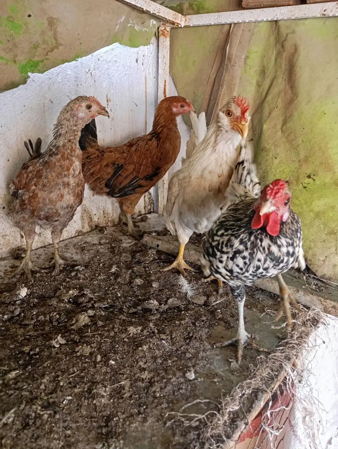 فروش نیمچه مرغ و خروس زینتی پاکر بوشهری و سبرایت|حیوانات مزرعه|کازرون, |دیوار